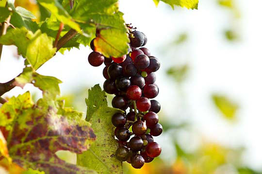 在线短信轰炸测试